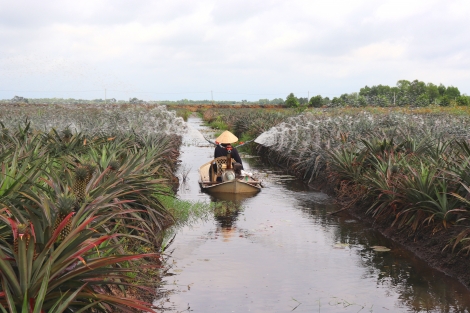 Trên 4.700 ha đất trồng lúa được chuyển đổi cơ cấu cây trồng