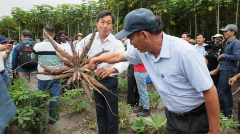 Chọn tạo được 6 giống mì kháng bệnh khảm lá