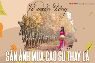 Về miền Đông săn ảnh mùa cao su thay lá