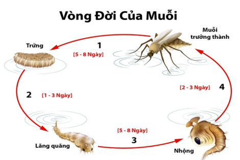 Công ty Tùng My - Đồng hành cùng bạn tiêu diệt tận gốc côn trùng