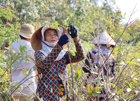 Thăm vườn mai vàng rộng hơn 1 ha tại Châu Thành