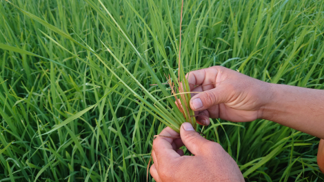 Xã Ninh Điền: Nhiều diện tích lúa Đông Xuân bị muỗi hành tấn công