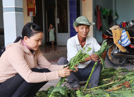 Nông dân phấn khởi khi thuốc lá trúng mùa, được giá