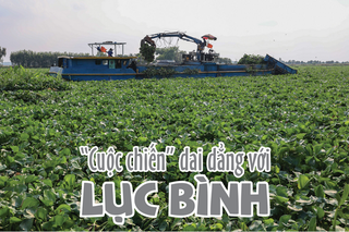 “Cuộc chiến” dai dẳng với lục bình