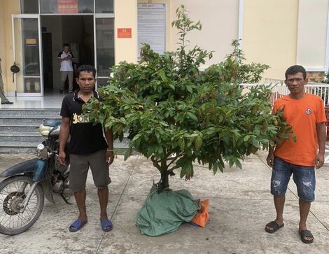 Nghiện ma tuý rủ nhau đi trộm cây mai